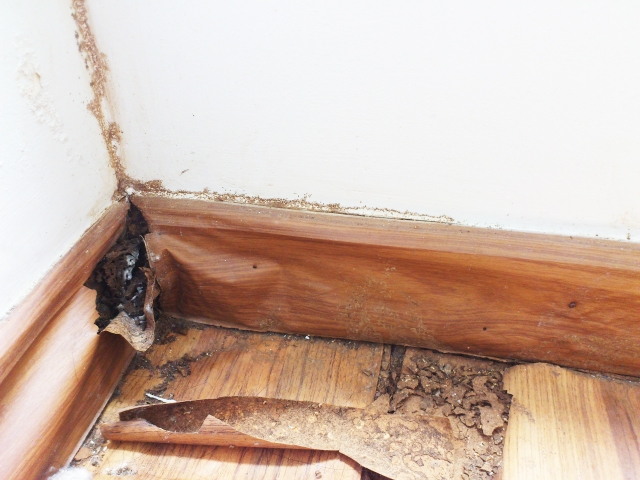 シロアリ被害