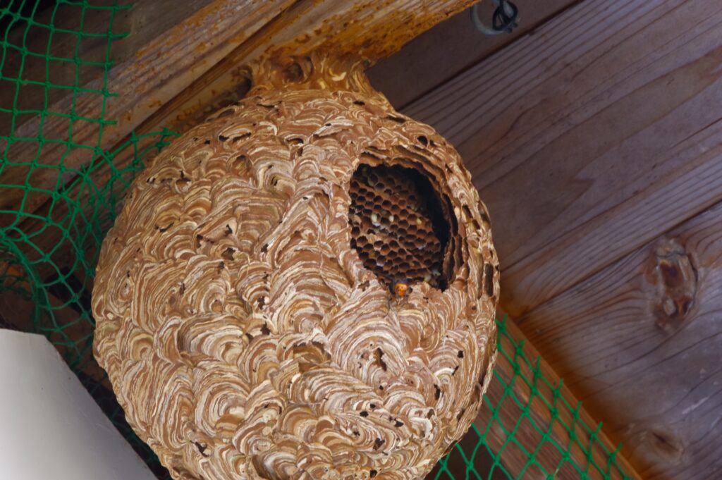 屋根裏にできた蜂の巣